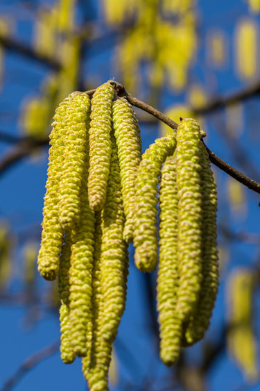 5 EUROPEAN HAZELNUT TREE aka Common Filbert Corylus Avellana Fruit Nut Seeds